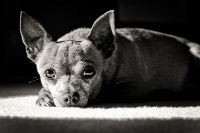 Chihuahua relaxing at home