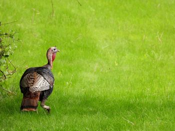 Tom turkey out for a stroll in field