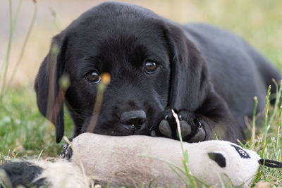 Cute portrait of an 8 week old black labrador puppy sitting on the grass  with it's favourite toy