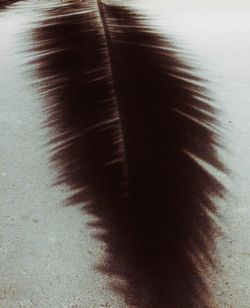 shadow