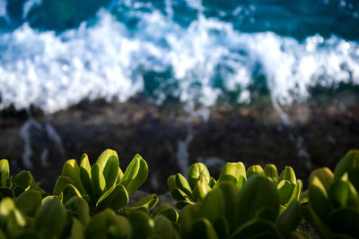 Close-up of fresh green plants