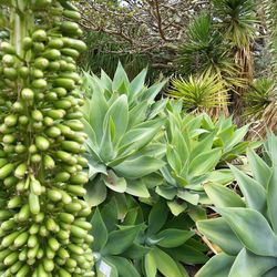 Close-up of succulent plant