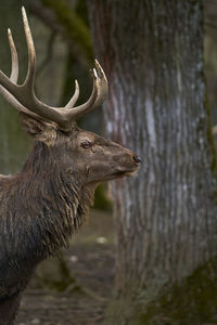 Deer looking away against tree trunk