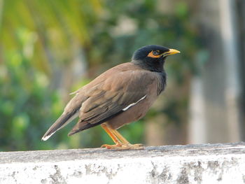 Close-up of bird perching on retaining wall