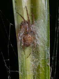 Close-up of spider on web