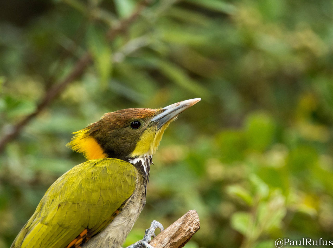 CLOSE-UP OF BIRD PERCHING