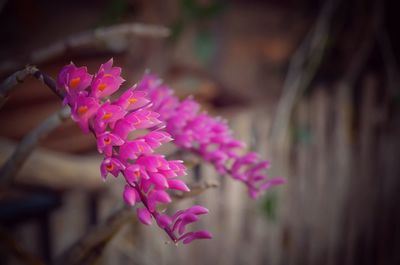 Close-up of pink flowers blooming outdoors