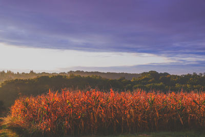 Plants growing on field against sky during sunset