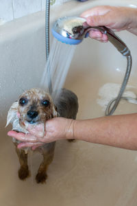 Close-up of hand holding small dog