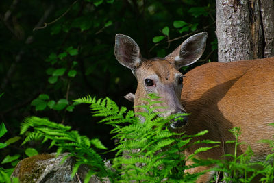 Deer in forest 