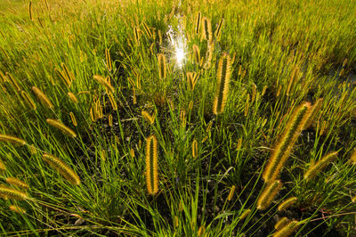 Crops growing on field