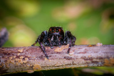 Close-up of spider