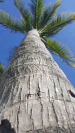 Low angle view of palm trees against blue sky