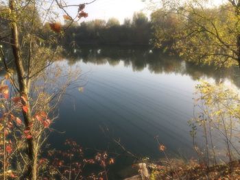 Reflection of trees in water