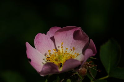 Close-up of pink flower