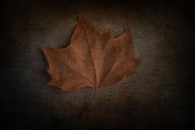 Close-up of dry maple leaf against blurred background