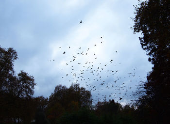 Low angle view of birds flying in sky