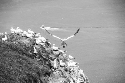 Close up of gliding flying gliding large white sea-bird gannet monochrome over rocks sky and ocean