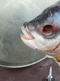 Close-up of fish
