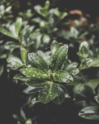 Close-up of raindrops on leaves