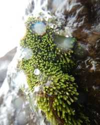 Close-up of plant growing in moss