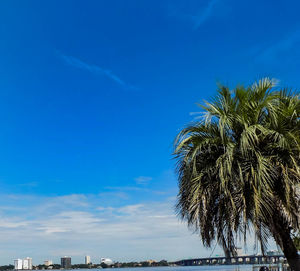 Low angle view of palm trees against blue sky