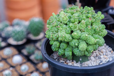 Close-up of succulent plant