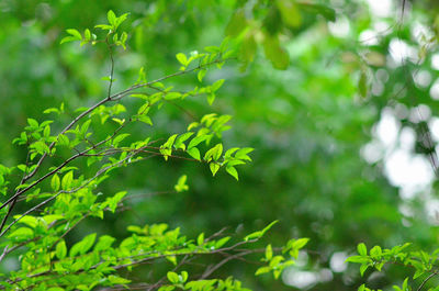 Close-up of leaves on tree