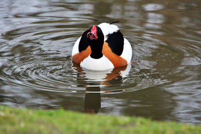 Duck swimming in a lake