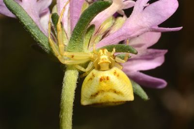 Close-up of yellow flower