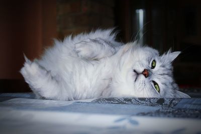 Close-up of cat resting at home