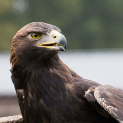 Close-up of a bird