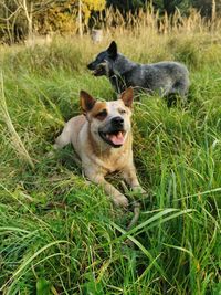 Dog lying on grass