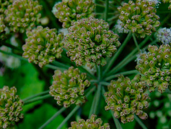 Close-up of flowering plant