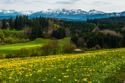 Scenic view of field against sky