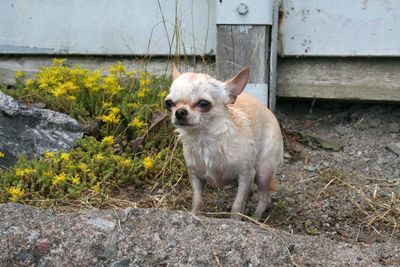 Portrait of a dog looking away