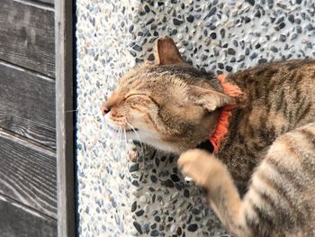 Close-up of a cat with eyes closed