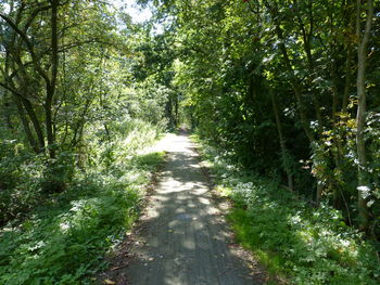 Footpath amidst trees in forest