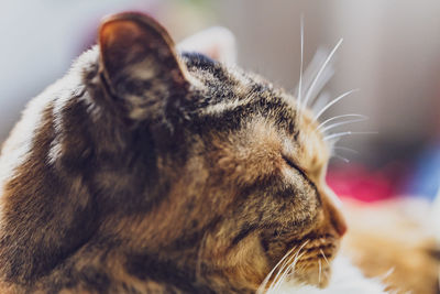 Close-up of a cat looking away