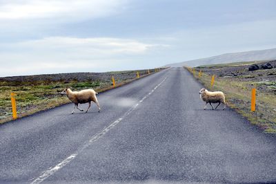 Dog on road