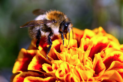 Close-up of bee pollinating on flower