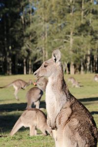 Kangaroos are beautiful under the sunny day background in sydney australia.