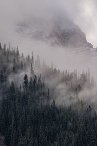 Scenic view of forest against sky during foggy weather