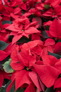 Red poinsettia at christmas