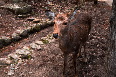 Portrait of deer standing on land