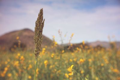 Close-up of flowers blooming on field against sky