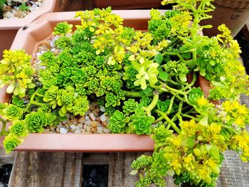 Close-up of potted plant