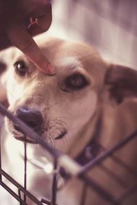 Close-up of a dog