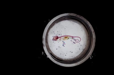 Directly above shot of artificial lizard skeleton in container on black background