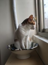 Cat looking away while sitting on window